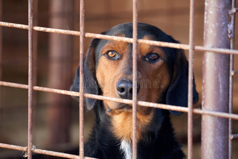 Chien De Chasse Dans Une Cage Image stock Image du canin, extérieur
