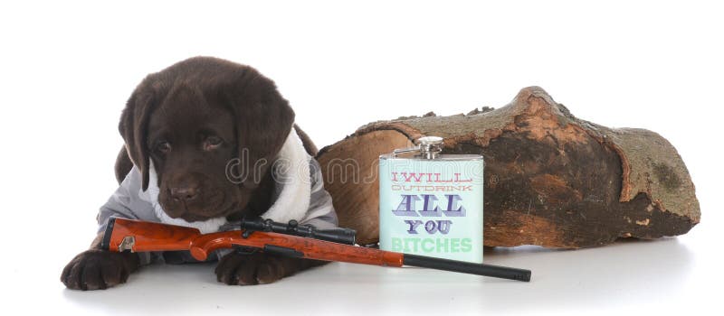 chien de chasse femelle photo stock chien de chasse femelle photo stock