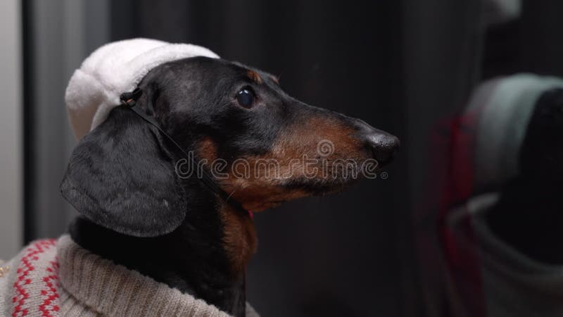Chien de dachshund à santa chapeau regarde par la fenêtre la nuit clips vidéos
