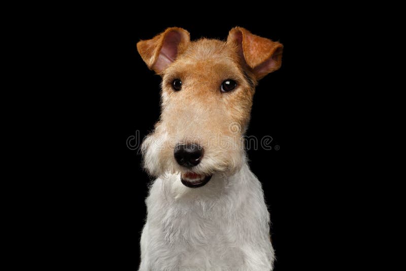 fox terrier face