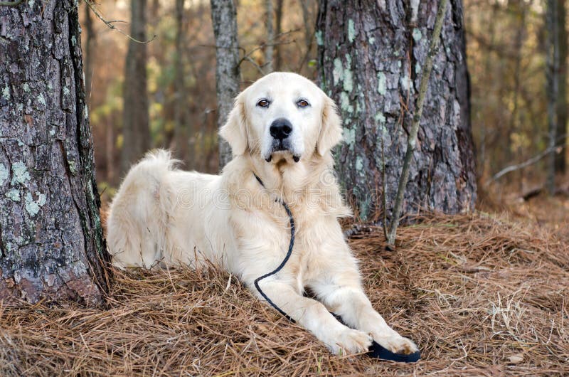 Chien de gardien de bétail de Grands Pyrénées photo libre de droits Chien de gardien de bétail de Grands Pyrénées photo libre de droits