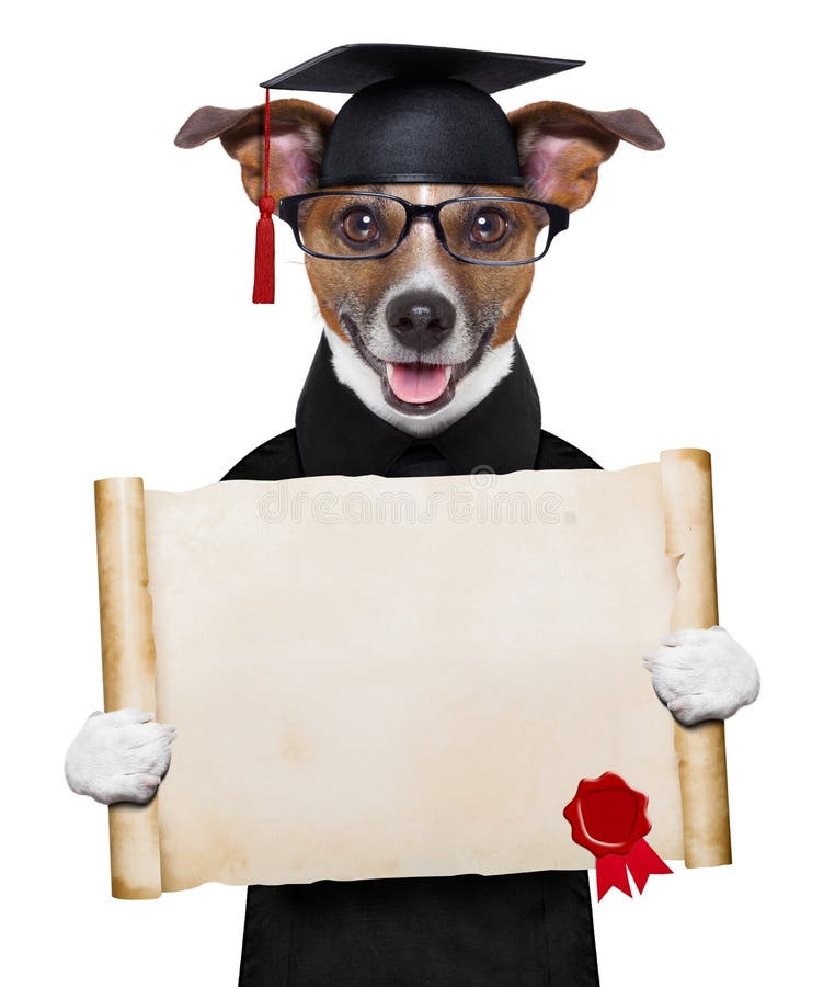 Happy graduate dog holding a big diploma beside a banner. Happy graduate dog holding a big diploma beside a banner