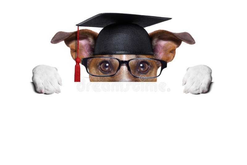 Happy graduate dog holding a big diploma beside a banner. Happy graduate dog holding a big diploma beside a banner