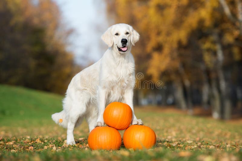 chien de golden retriever posant avec des potirons en automne photos stock chien de golden retriever posant avec des potirons en automne photos stock