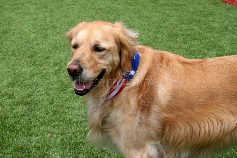 Chien de golden retriever se tenant dans la pelouse image libre de droits Chien de golden retriever se tenant dans la pelouse image libre de droits