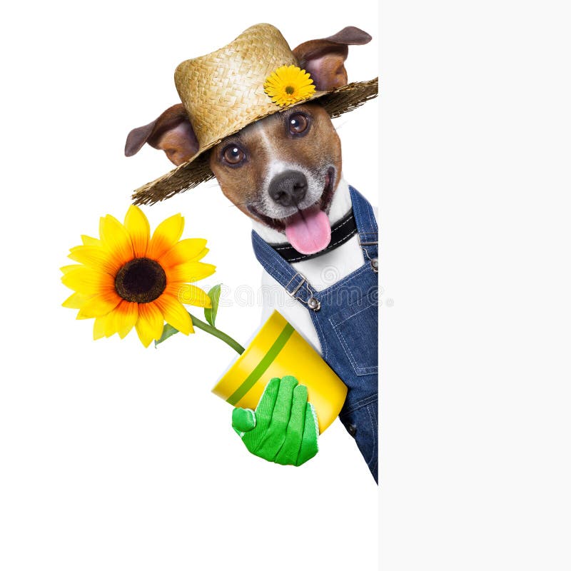 Chien de jardinier photo stock Chien de jardinier photo stock