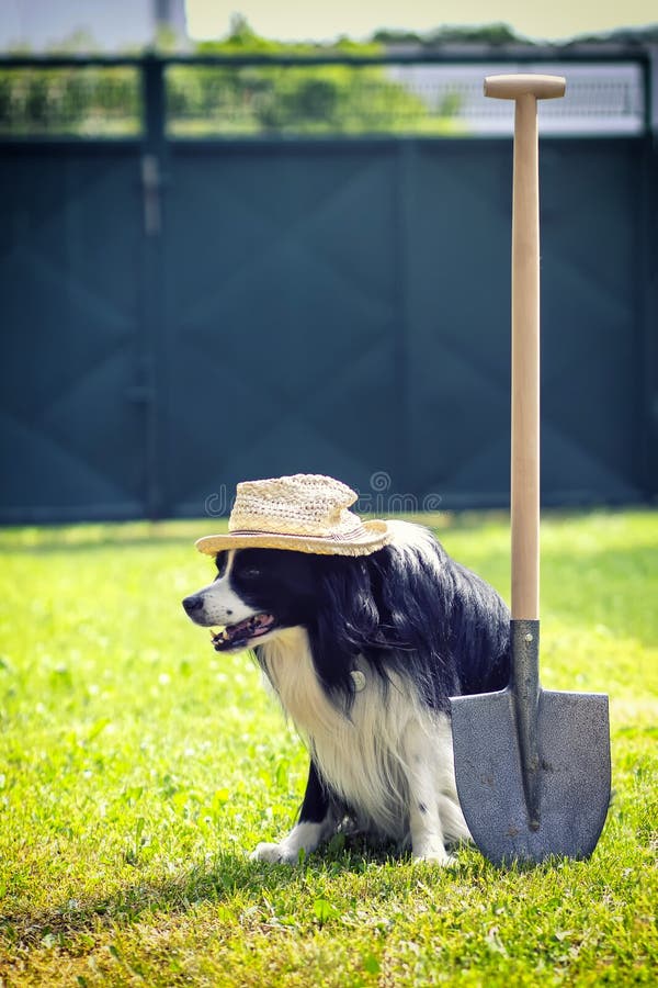 Chien de jardinier avec la pelle et le chapeau sur le jardin et l'agriculture image stock Chien de jardinier avec la pelle et le chapeau sur le jardin et l'agriculture image stock