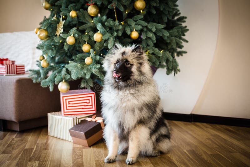 Chien de Keeshond se reposant près de l'arbre de Noël photo stock Chien de Keeshond se reposant près de l'arbre de Noël photo stock