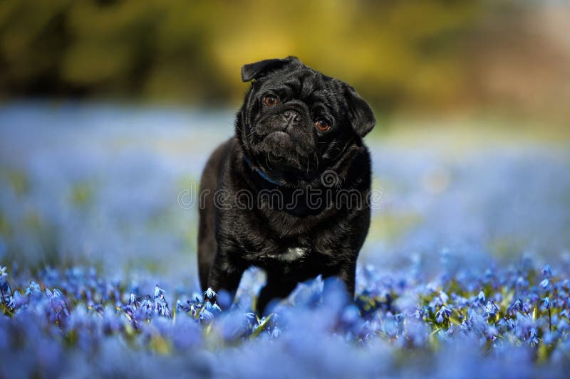Chien de chien de chien de chien noir assis sur un beau terrain fleuri avec des fleurs de scilla bleue images stock