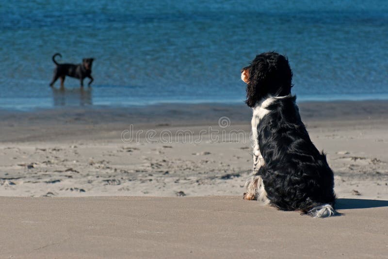 Chien de observation de baigneur de chien Chien de observation de baigneur de chien