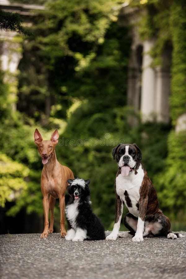 Chien de pharaon, crêté chinois, séjour de chien du boxeur trois sur des escaliers en nature sur le soleil photo stock Chien de pharaon, crêté chinois, séjour de chien du boxeur trois sur des escaliers en nature sur le soleil photo stock