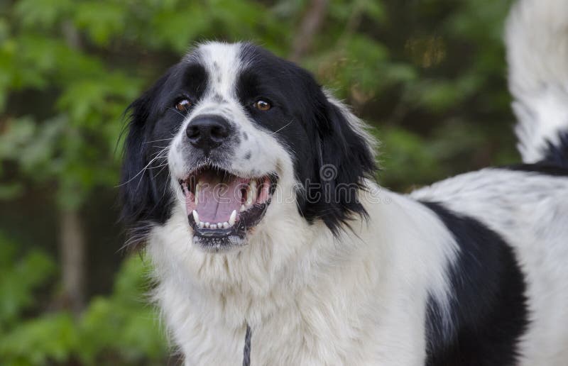 Chien de race mélangé par Collie Great Pyrenees de frontière image stock Chien de race mélangé par Collie Great Pyrenees de frontière image stock