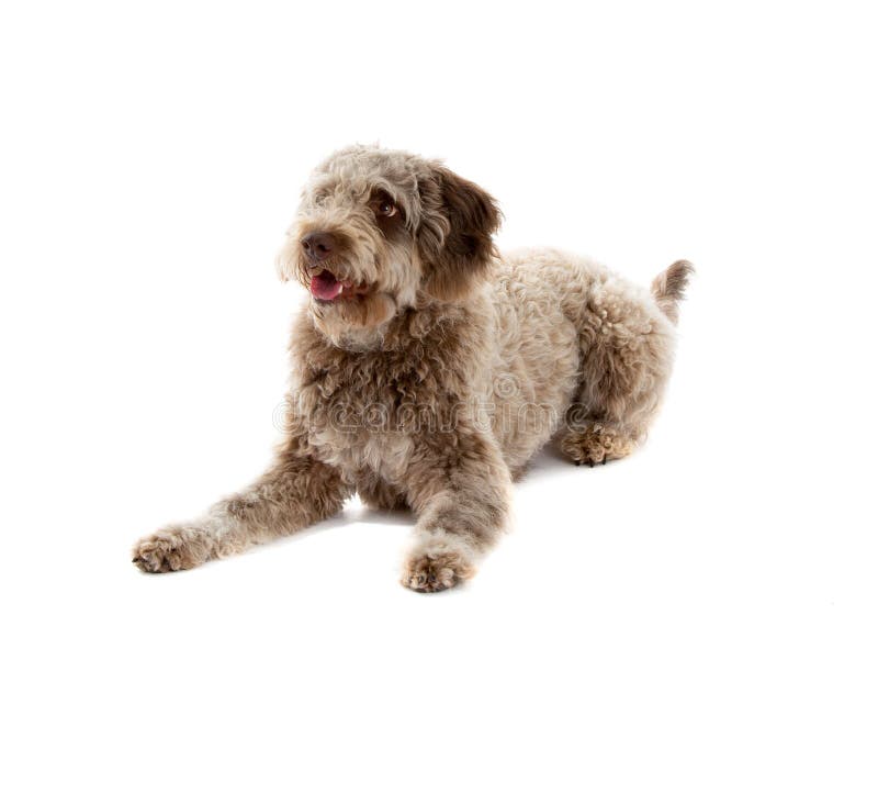 Chien de romagnolo de Lagotto photos stock Chien de romagnolo de Lagotto photos stock