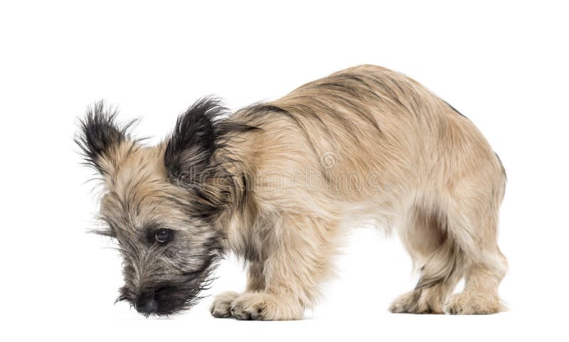 Chien Skye Terrier regardant vers le bas photos stock