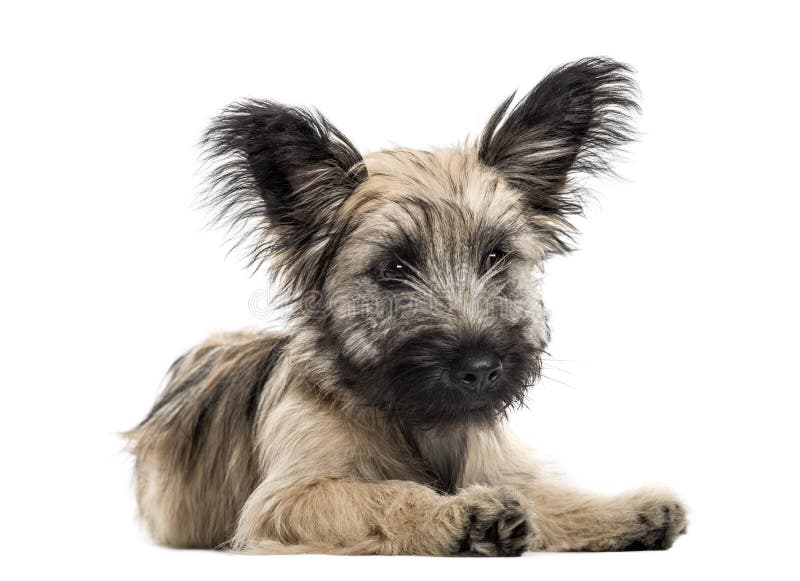 Skye Terrier couché isolé sur fond blanc photographie stock libre de droits