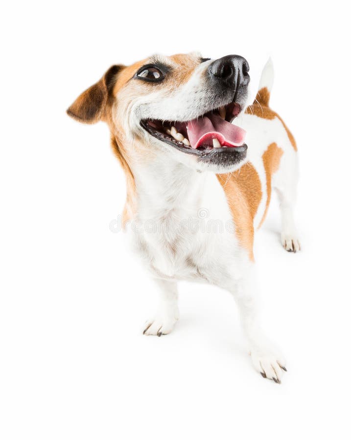 Most cheerful smiling dog in the world. jack russel terrier isolated over a white background. Most cheerful smiling dog in the world. jack russel terrier isolated over a white background