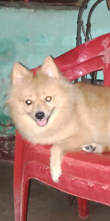Chien de Spichz sur un chear en position de reast photo libre de droits Chien de Spichz sur un chear en position de reast photo libre de droits