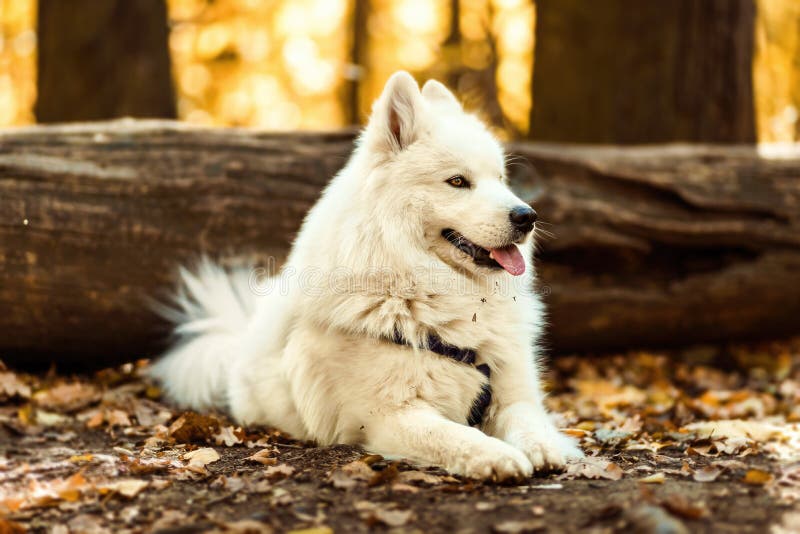 Chien De Traîneau De Samoyed De Race De Chien Chienchien