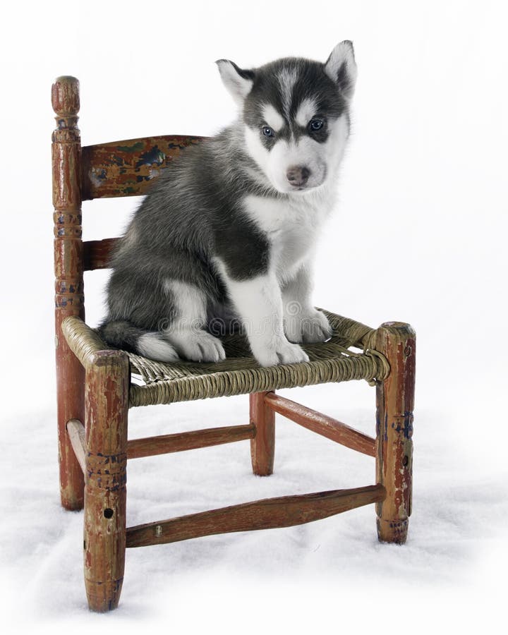Chien de traîneau d'Alaska photo stock