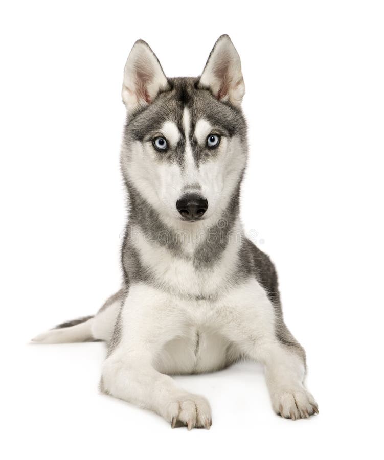 Chien de traîneau d'Alaska image stock