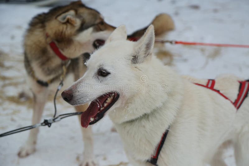 Chien de traîneau d'Alaska au camp de Musher en Laponie finlandaise photographie stock