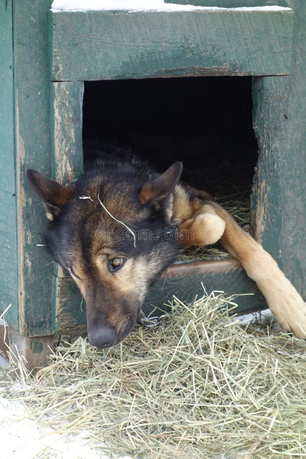 Chien de traîneau enroué d'Alaska photos libres de droits