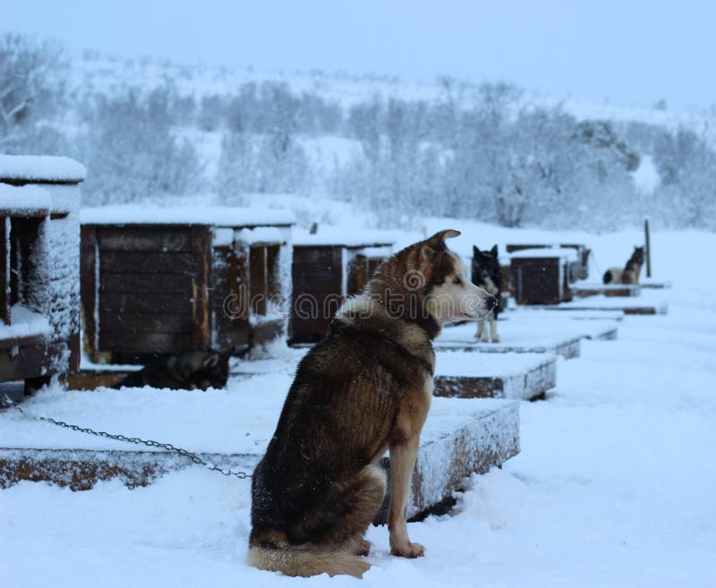 Chien de traîneau enroué d'Alaska image libre de droits