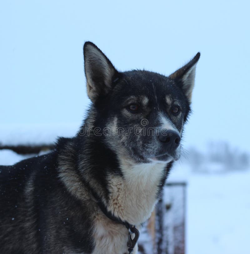 Chien de traîneau enroué d'Alaska photographie stock libre de droits