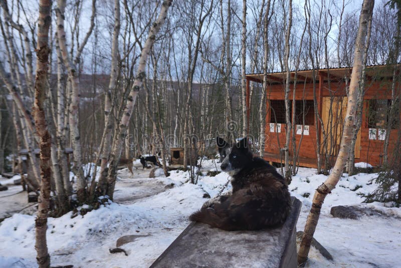 Chien de traîneau enroué d'Alaska se reposant dans l'abri avec la neige autour photo libre de droits