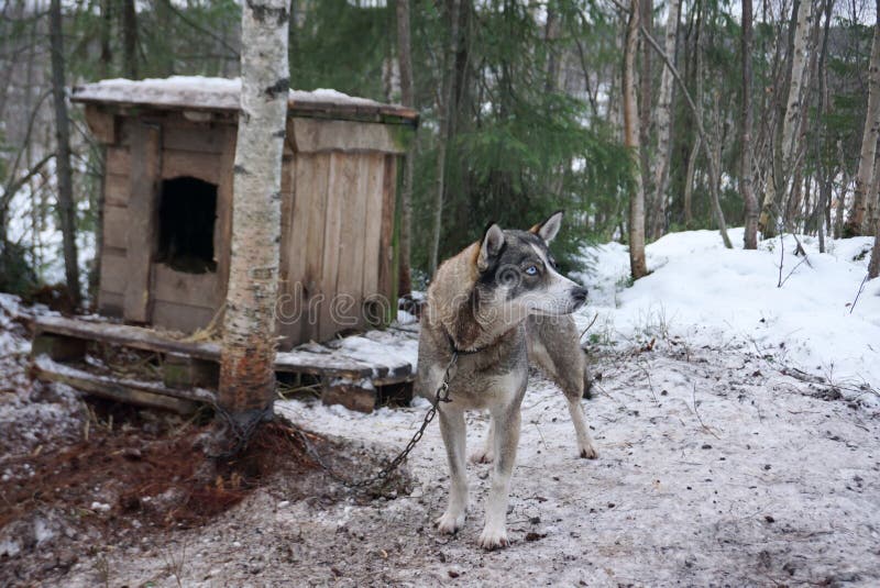 Chien de traîneau enroué d'Alaska se reposant dans l'abri avec la neige autour photographie stock libre de droits