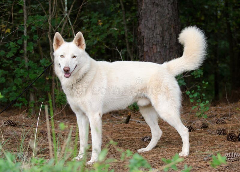 Chien de traîneau sibérien blanc photo stock Chien de traîneau sibérien blanc photo stock