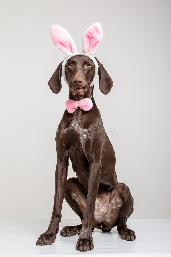 Chien de Vizsla comme lapin de Pâques image stock Chien de Vizsla comme lapin de Pâques image stock