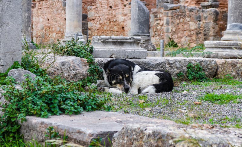 Chien des dieux - le chien noir et blanc dort dans les ruines du temple d'Apollo où les oracles employés pour prédire chez Delphi images stock Chien des dieux - le chien noir et blanc dort dans les ruines du temple d'Apollo où les oracles employés pour prédire chez Delphi images stock