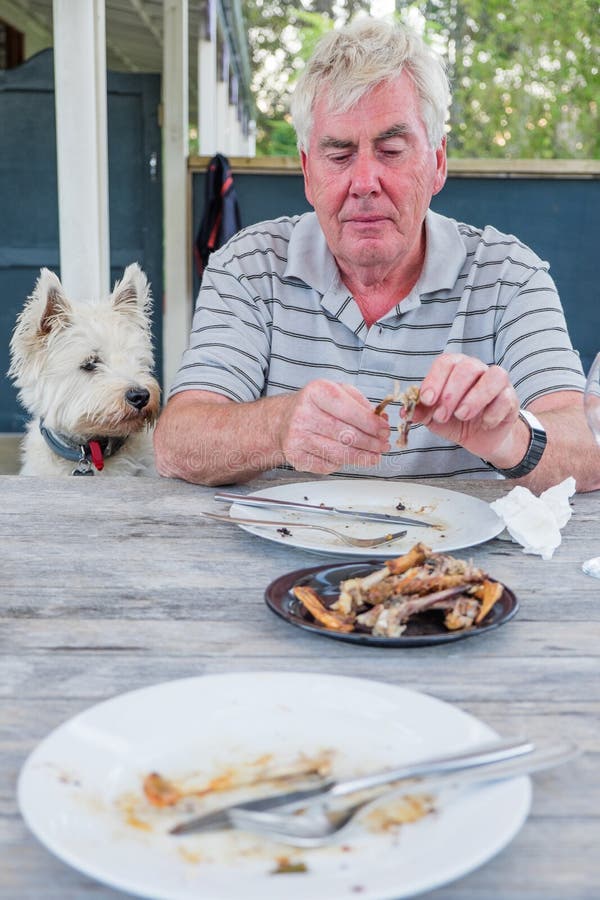 Chien des montagnes occidental de westie de terrier observant la sélection retirée d'homme à la BO image libre de droits Chien des montagnes occidental de westie de terrier observant la sélection retirée d'homme à la BO image libre de droits