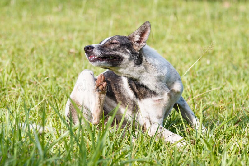 Chien domestique thaïlandais se grattant le visage sur l'herbe verte image stock Chien domestique thaïlandais se grattant le visage sur l'herbe verte image stock