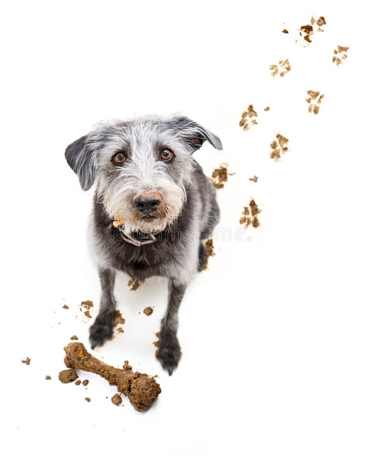 Chien drôle avec Muddy Face images stock Chien drôle avec Muddy Face images stock
