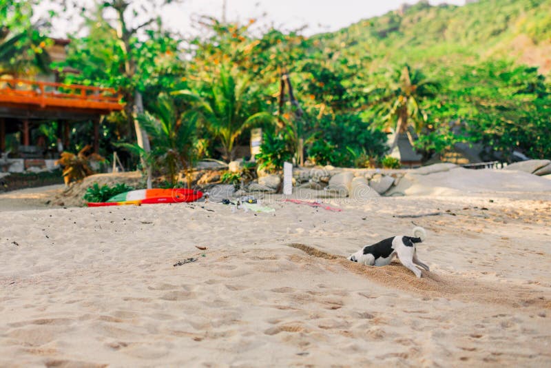 Chien drôle creusant un trou dans le sable sur la plage Rebecca 36 images libres de droits Chien drôle creusant un trou dans le sable sur la plage Rebecca 36 images libres de droits