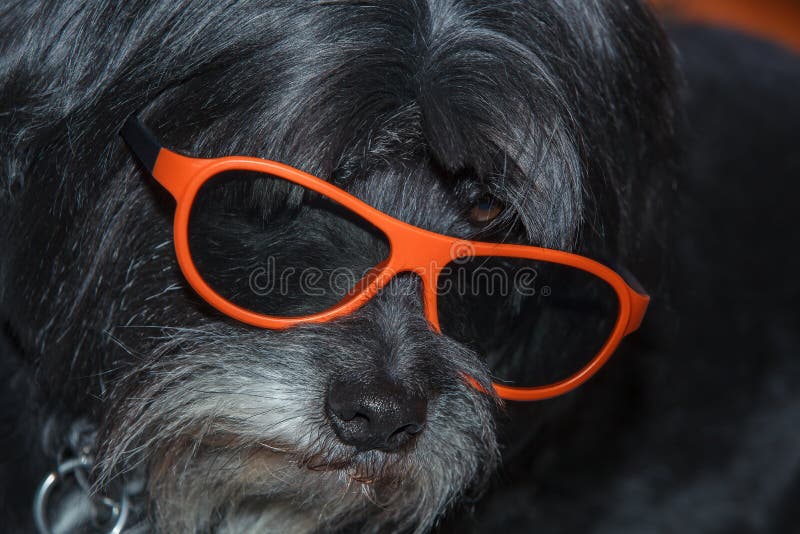 Chien avec les verres 3d images stock Chien avec les verres 3d images stock