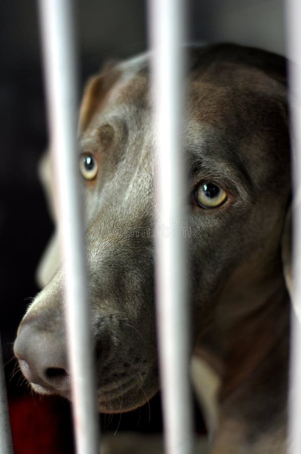 Chien en prison image libre de droits Chien en prison image libre de droits