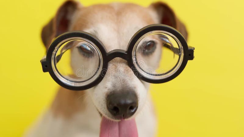 Chien en verres sur le fond jaune. banque de vidéos