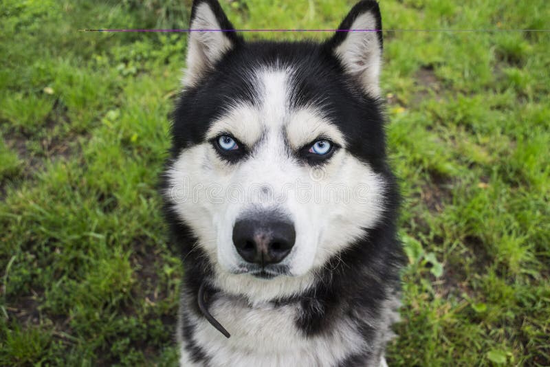 Chiots De La Race Siberian Husky Disponibles Sur Chiots De France