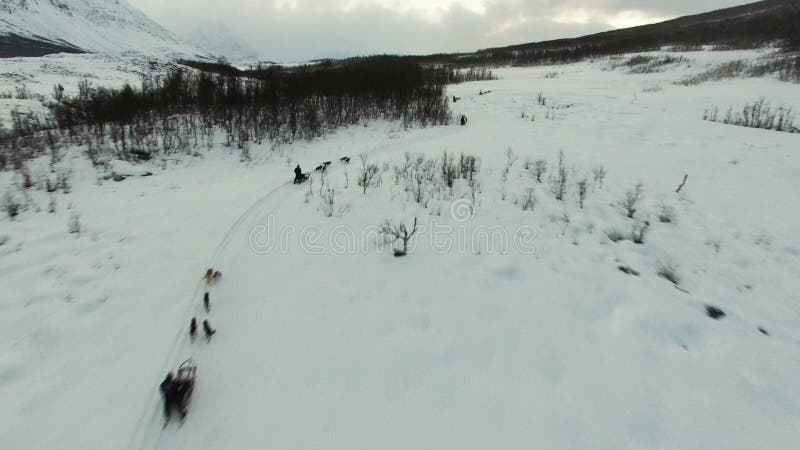 Chien enroué sledding de la longueur d'antenne de bourdon clips vidéos