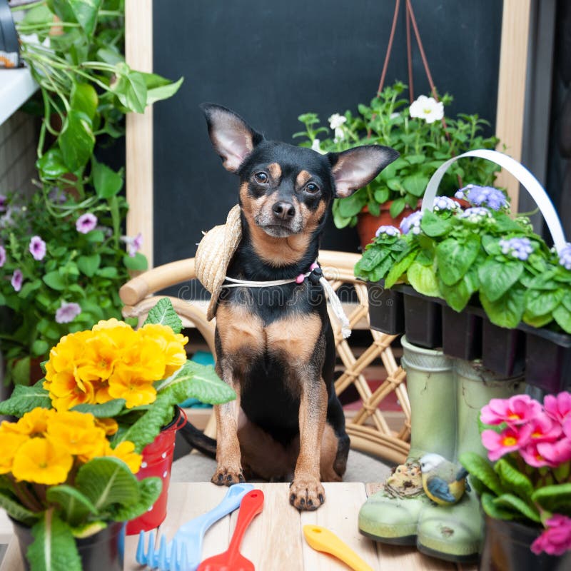Chien entouré par les fleurs et les outils de jardin, une image d'un jardinier, un cultivateur le concept de la plantation photos libres de droits Chien entouré par les fleurs et les outils de jardin, une image d'un jardinier, un cultivateur le concept de la plantation photos libres de droits