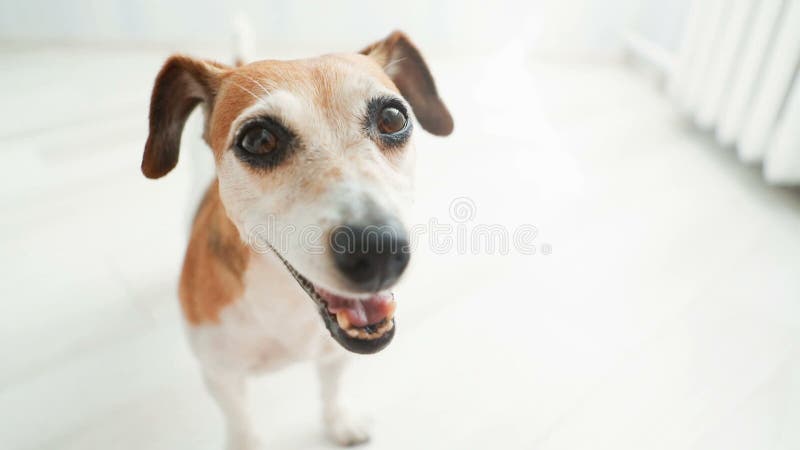 Chien espiègle souriant et regardant à la came faire la queue Enregistrement vidéo banque de vidéos