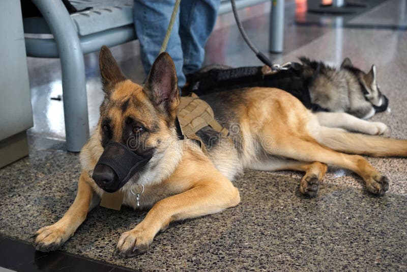 Chien et ami de service de berger allemand photo stock Chien et ami de service de berger allemand photo stock
