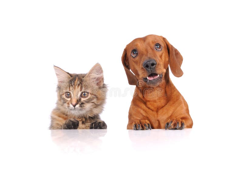 Chien et chat au-dessus de la bannière blanche photo stock Chien et chat au-dessus de la bannière blanche photo stock
