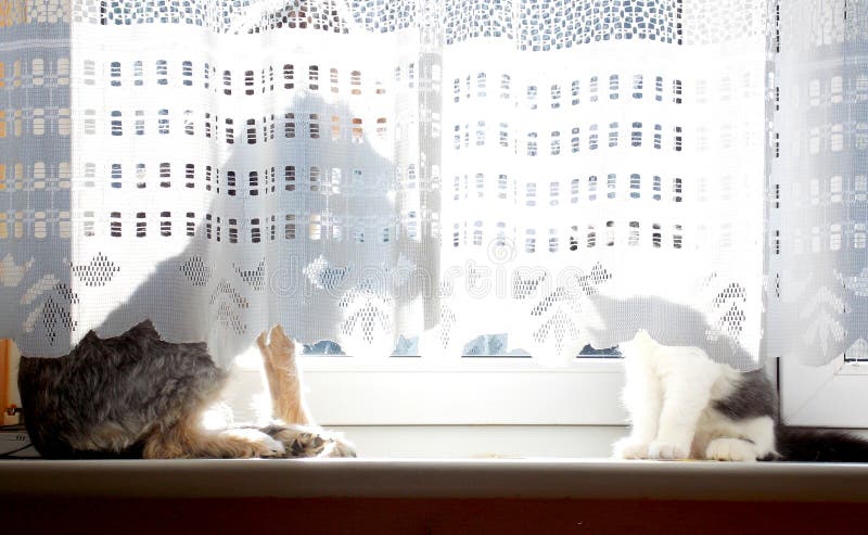 Dog and cat sitting on window behind curtain. Dog and cat sitting on window behind curtain