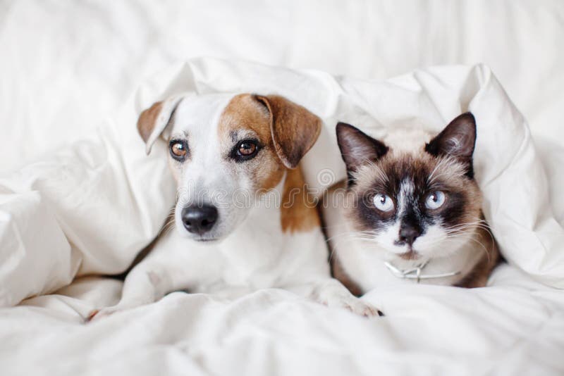 Chien et chat sous la couverture blanche