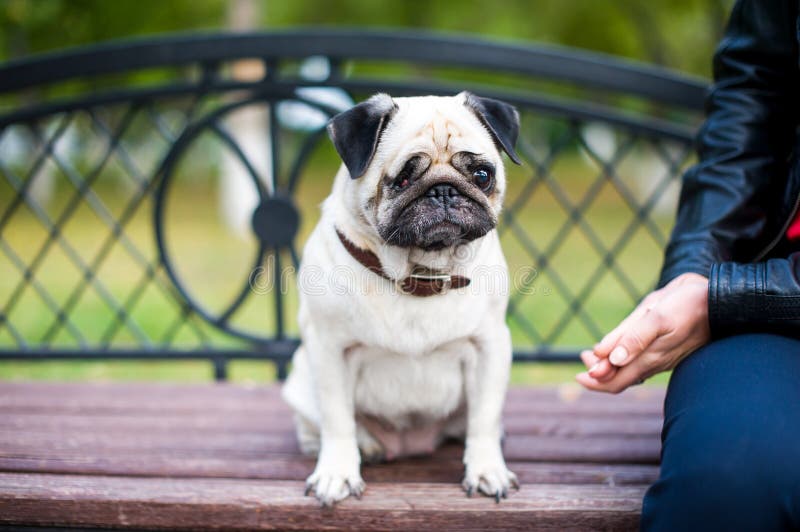 Chien et femme borgnes image stock Chien et femme borgnes image stock