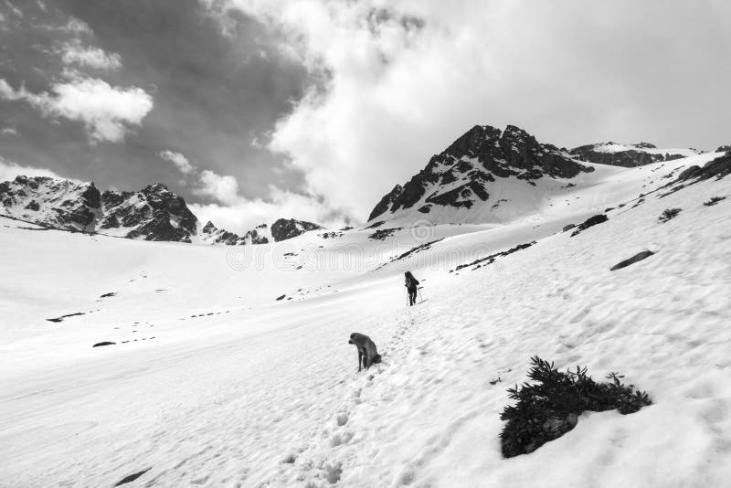 Chien et randonneur dans les montagnes enneigées. paysage noir et blanc image stock